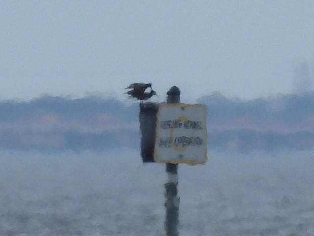 Brown Booby - ML646210137