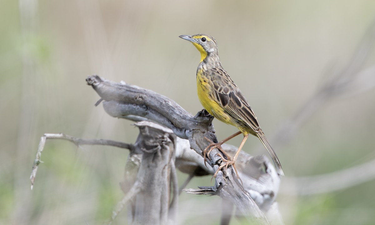 Bisbita Gorjigualdo - ML646210144