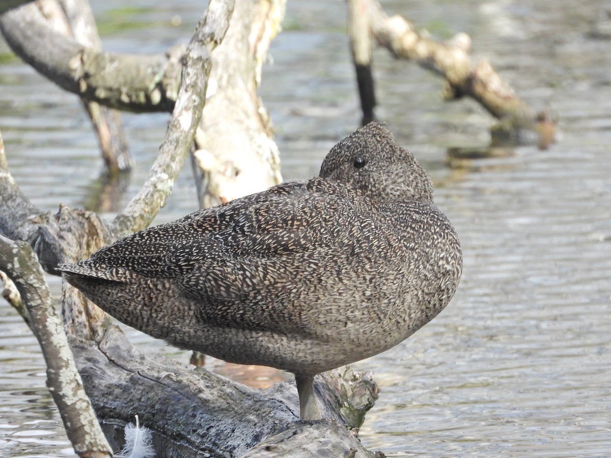 Pato Pecoso - ML646210146