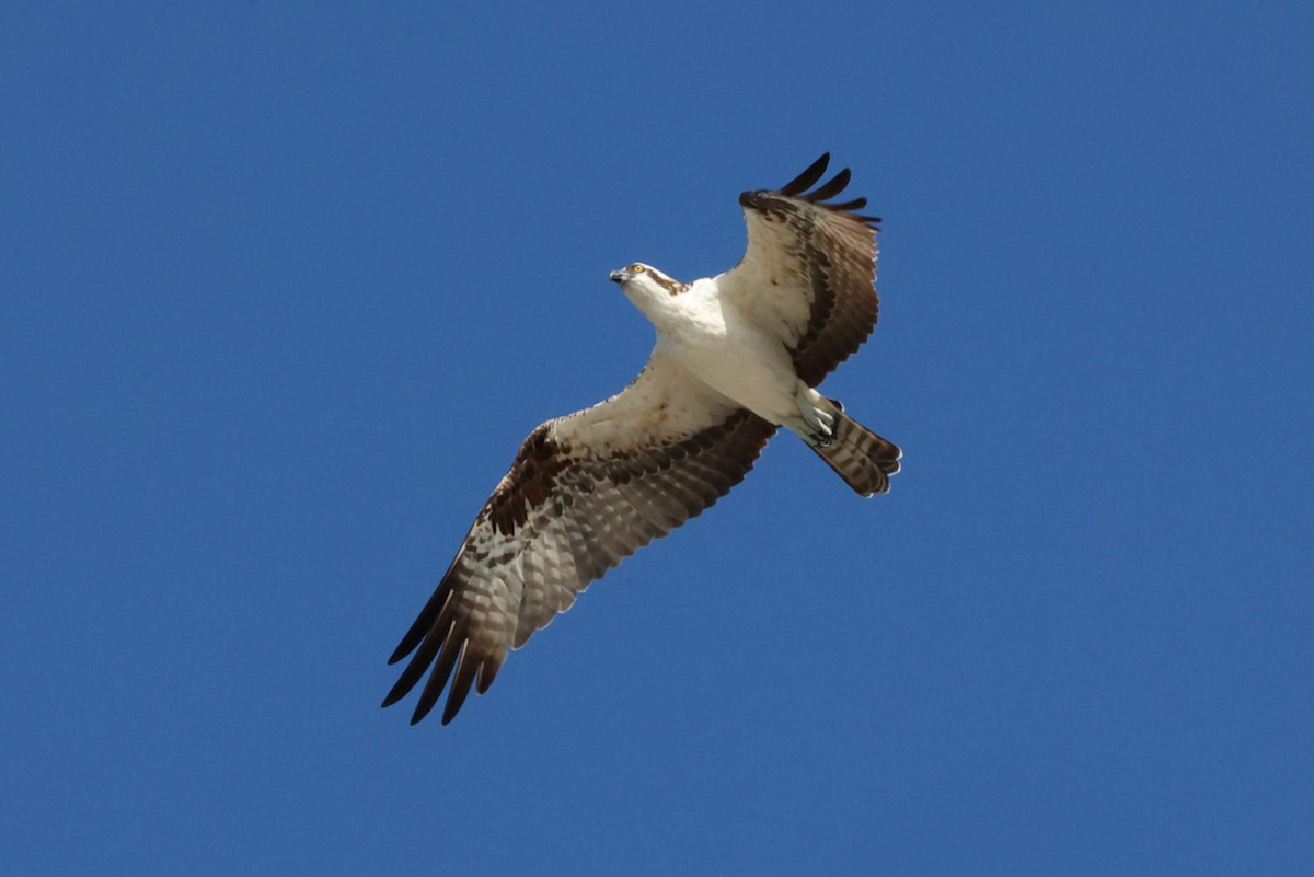 Águila Pescadora - ML646210149