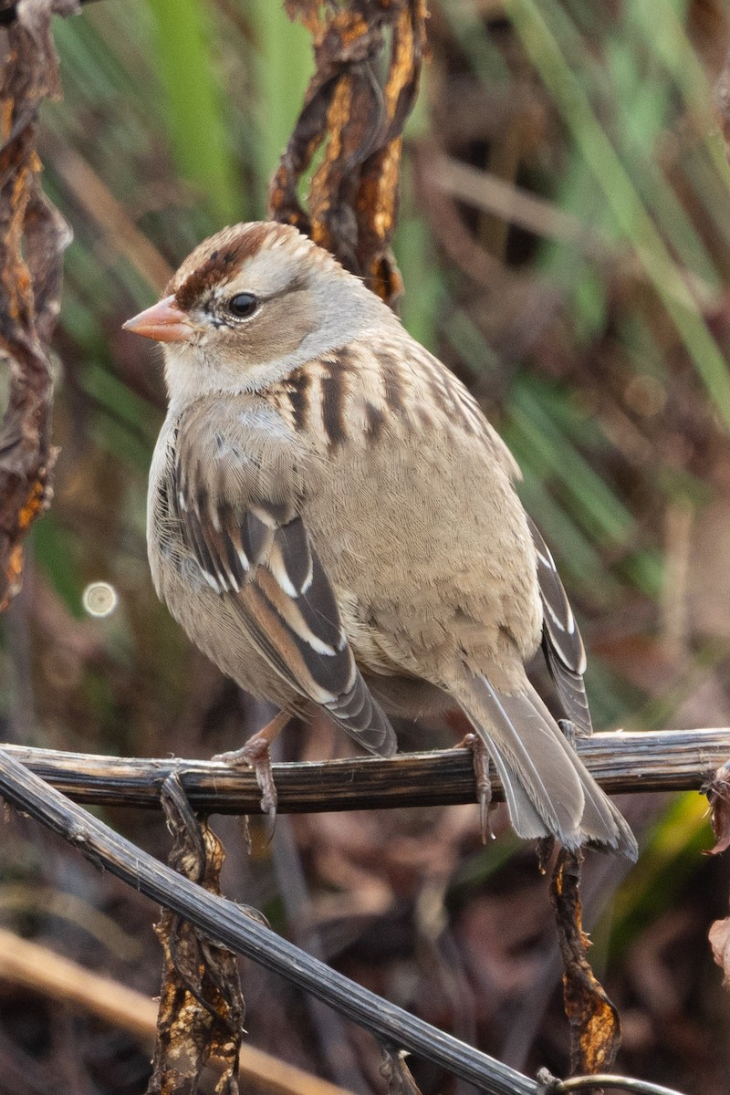 White-crowned Sparrow - ML646210150