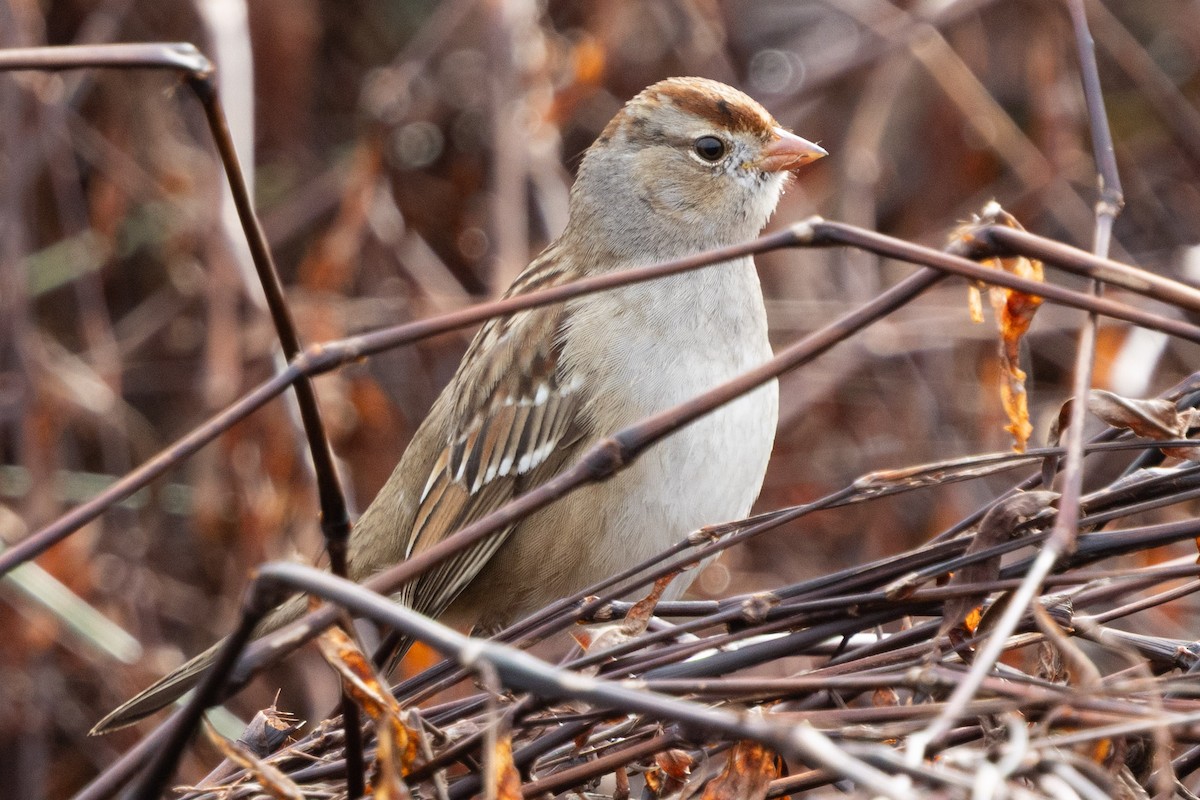 White-crowned Sparrow - ML646210151