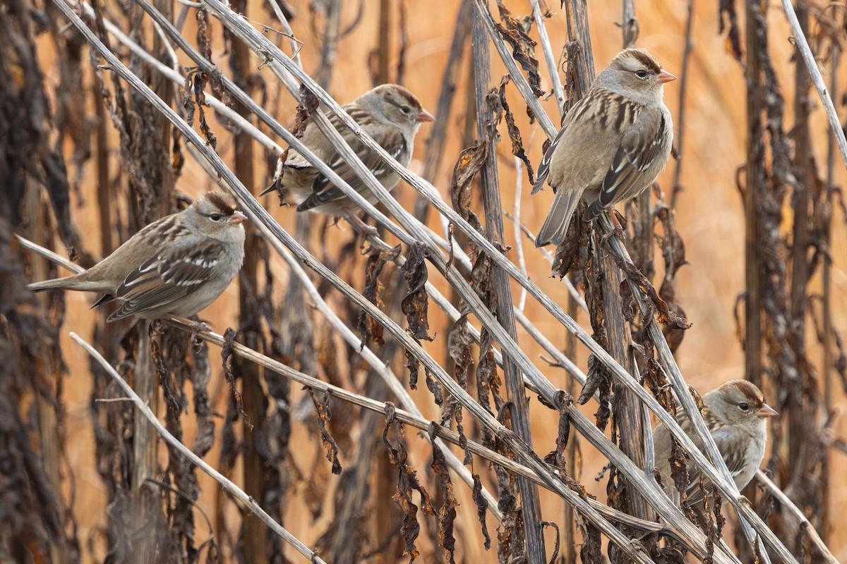 White-crowned Sparrow - ML646210152