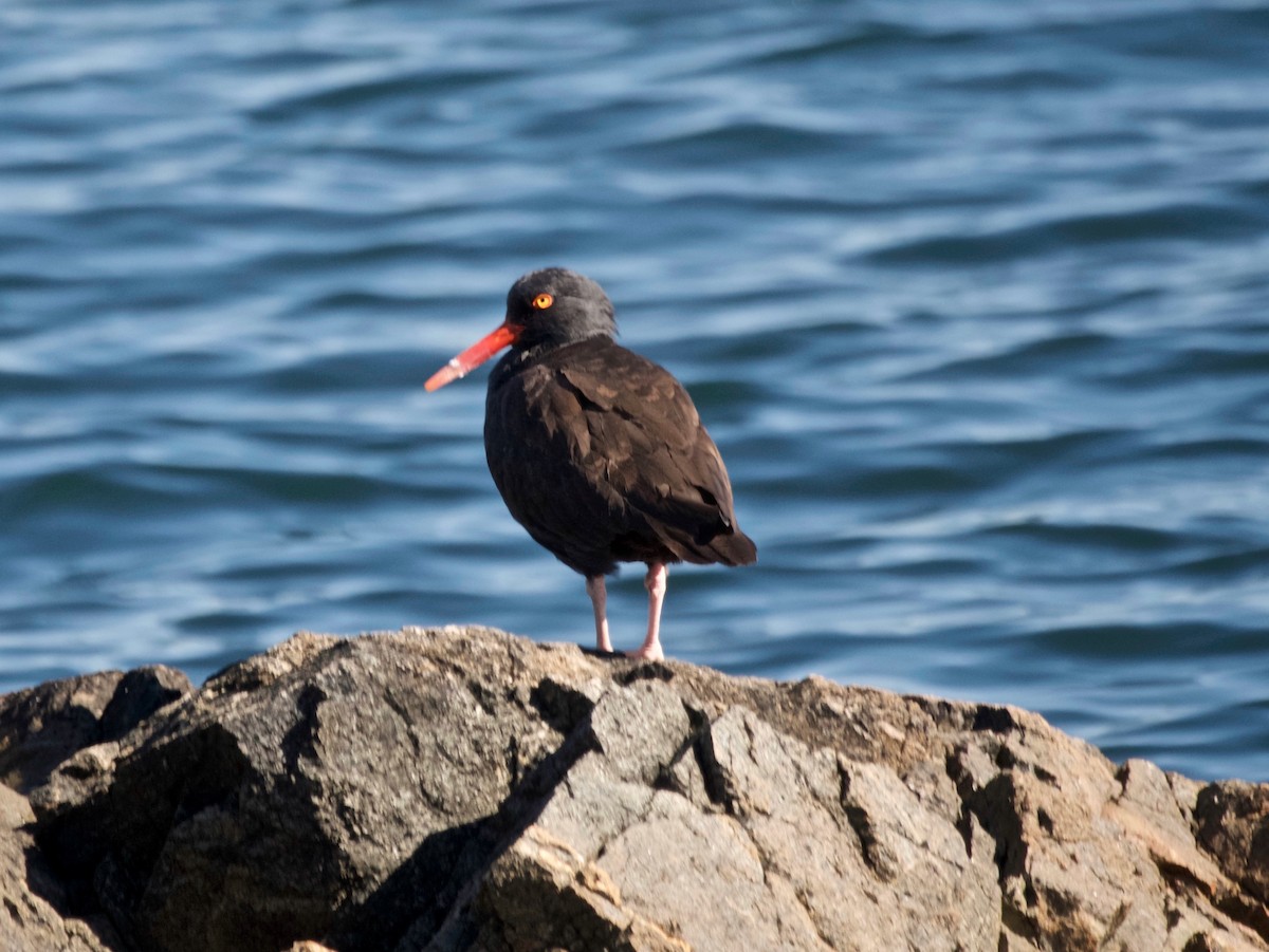 Ostrero Negro Norteamericano - ML646210153