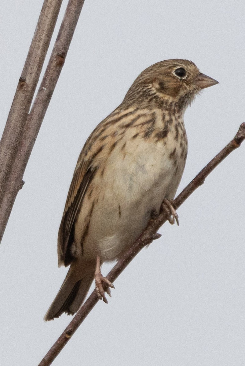 Vesper Sparrow - ML646210154