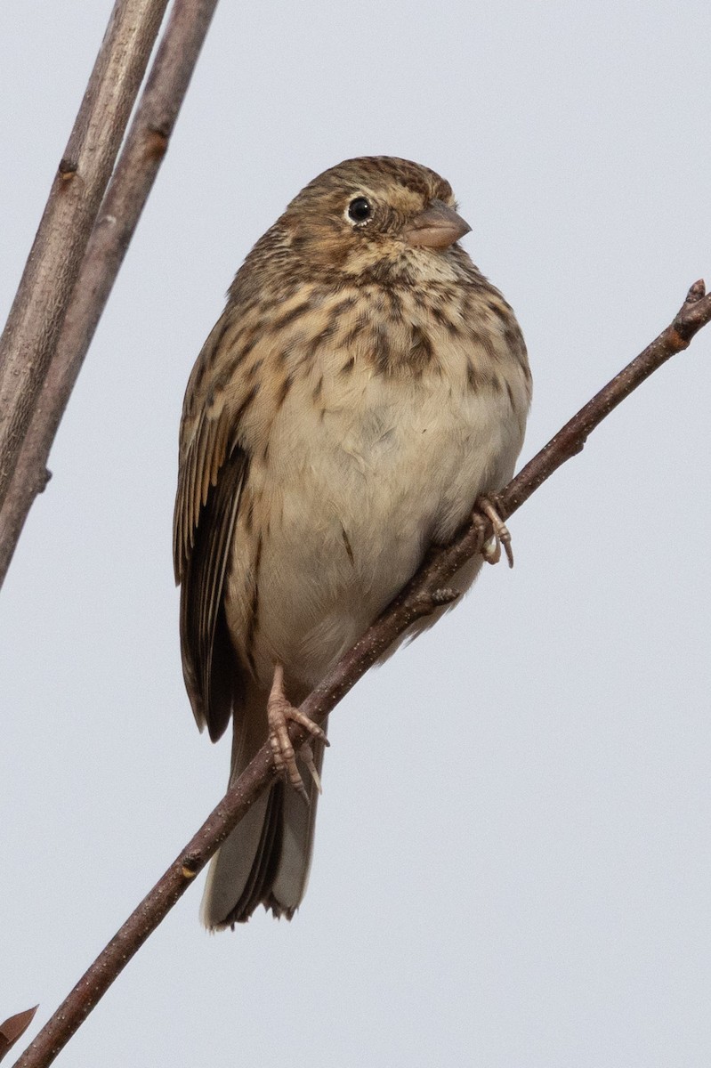 Vesper Sparrow - ML646210155