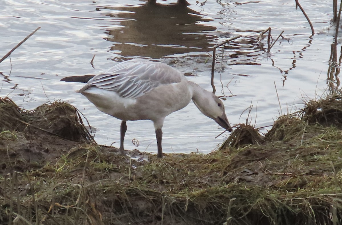 Ánsar Nival - ML646210156