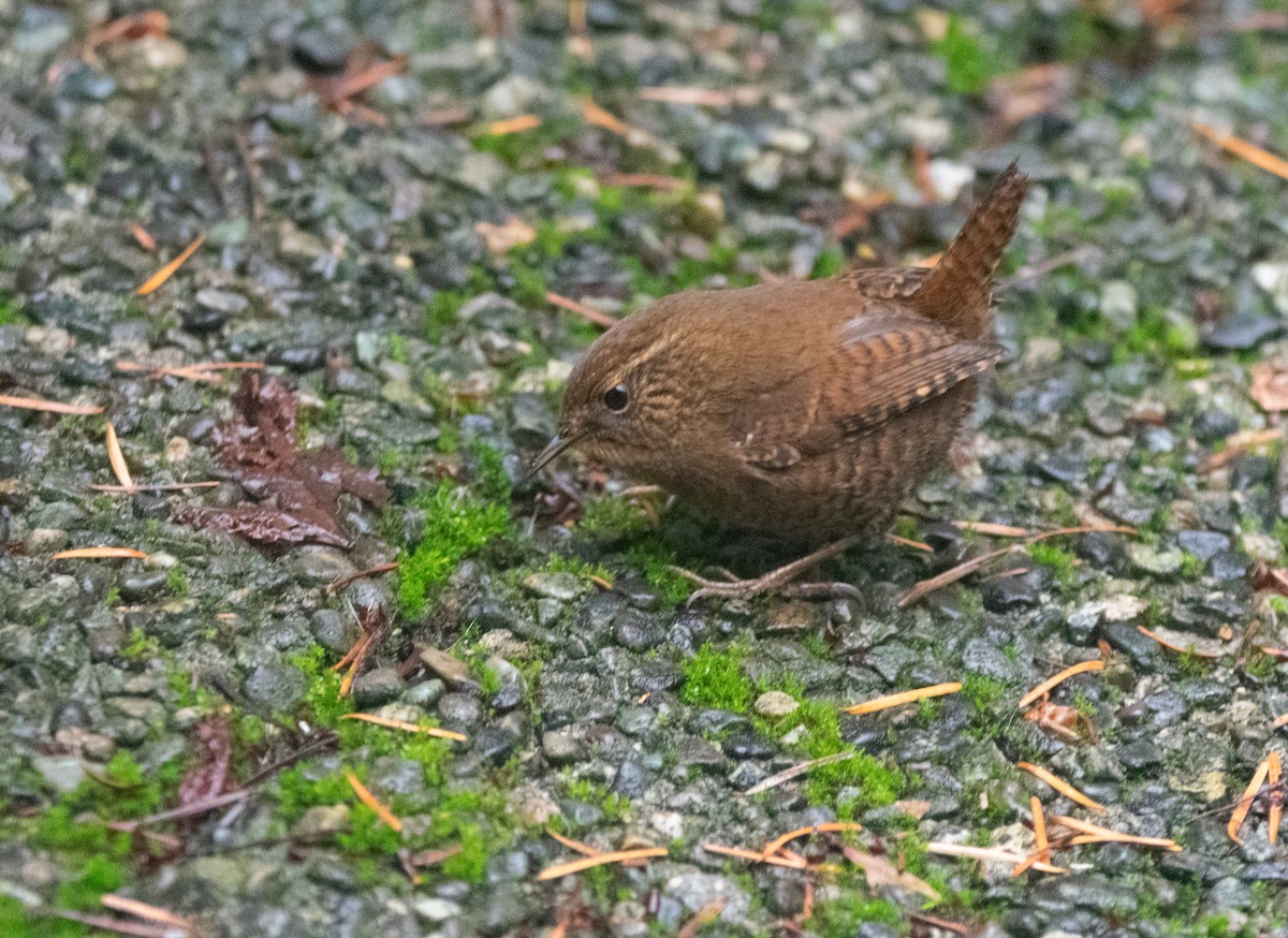 Chochín del Pacífico - ML646210157