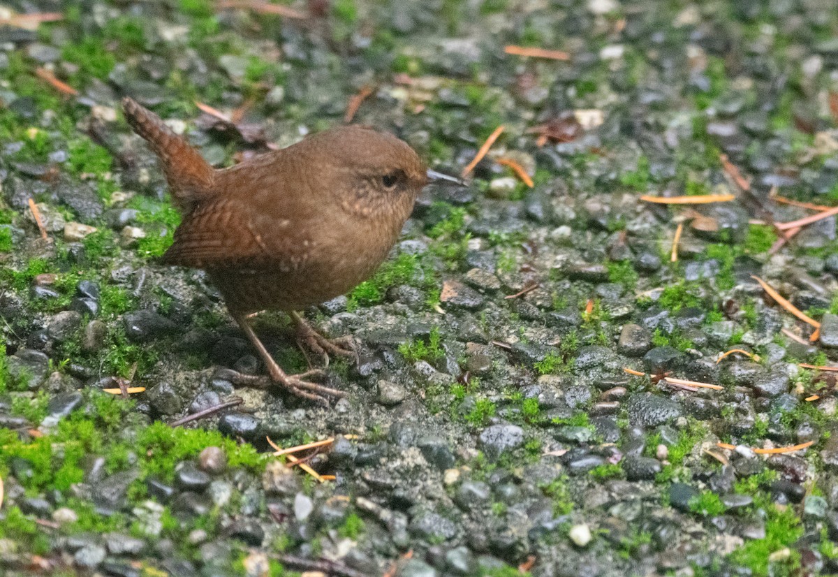 Chochín del Pacífico - ML646210158