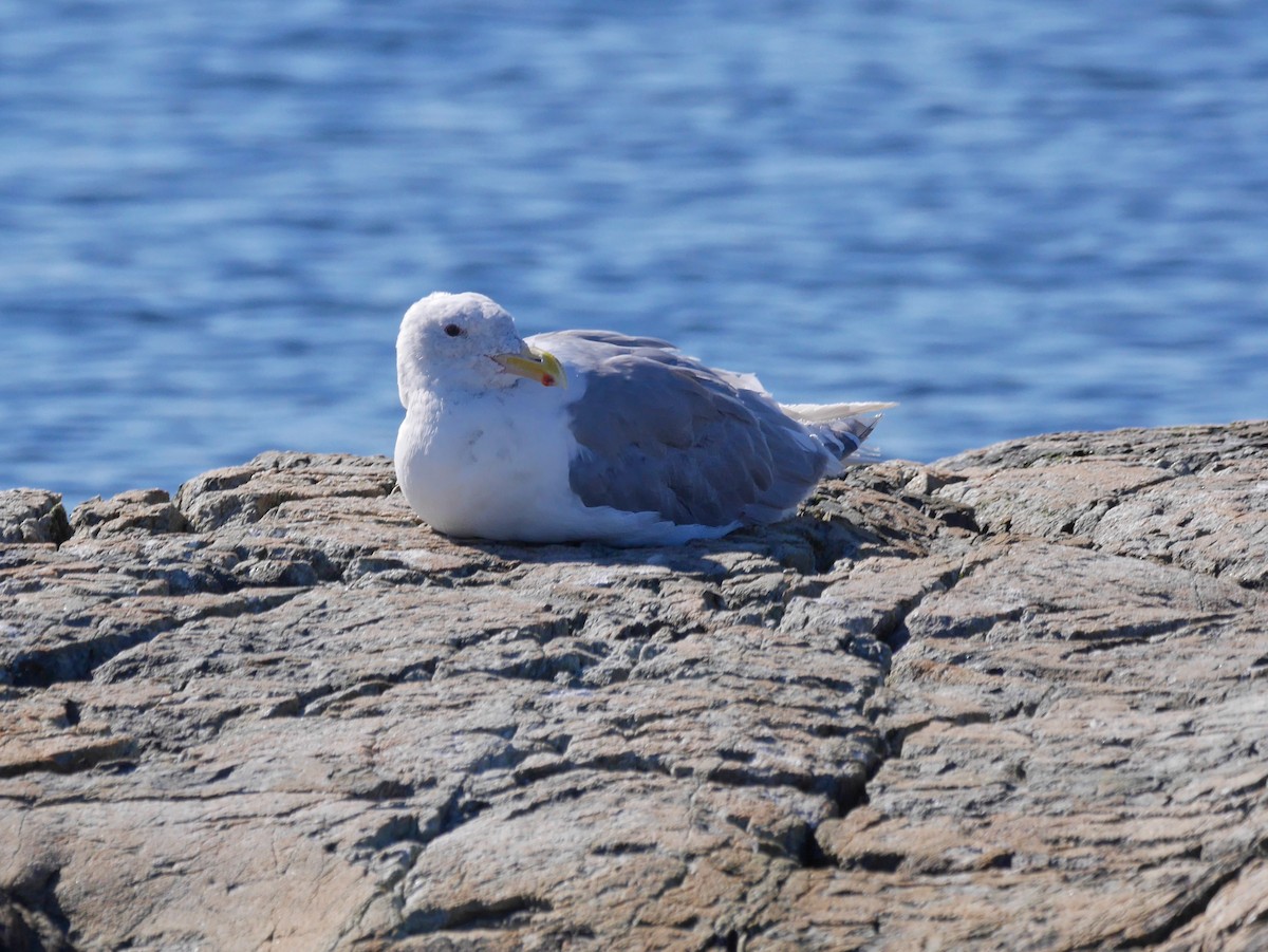Gaviota Occidental - ML646210160