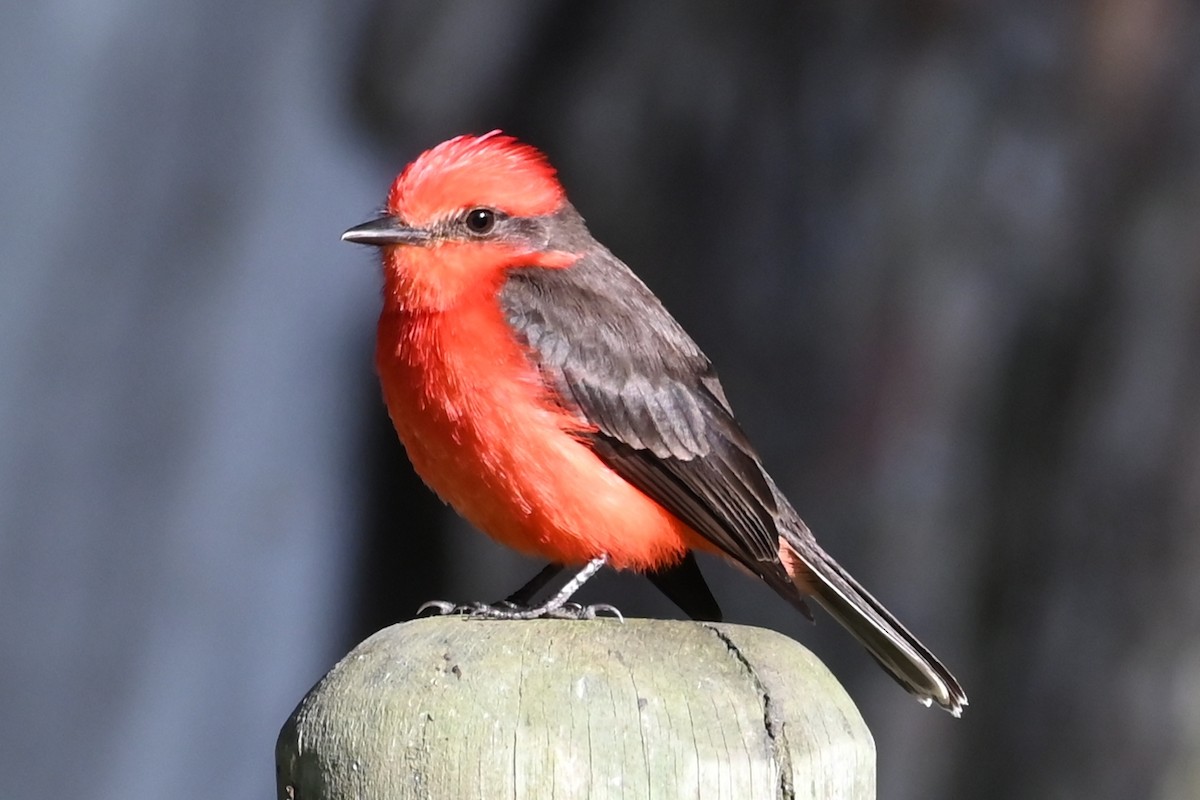 Mosquero Cardenal - ML646210161