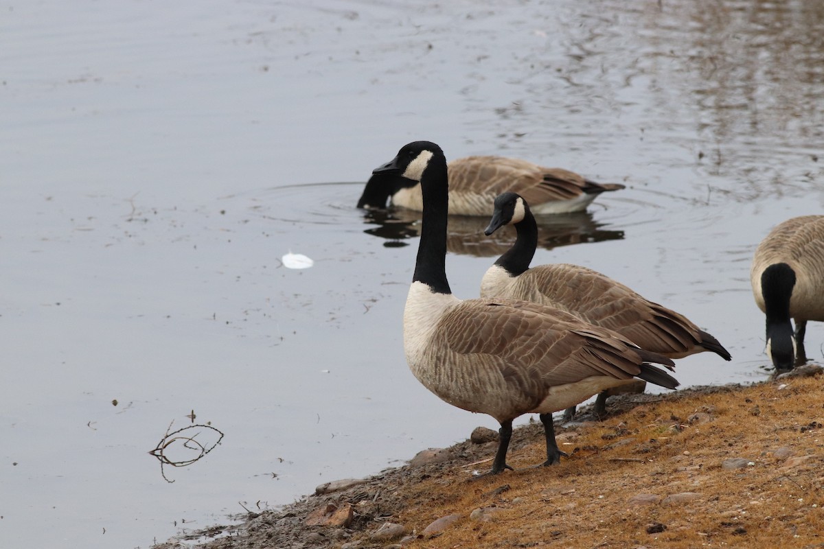 Barnacla Canadiense Grande - ML646210162