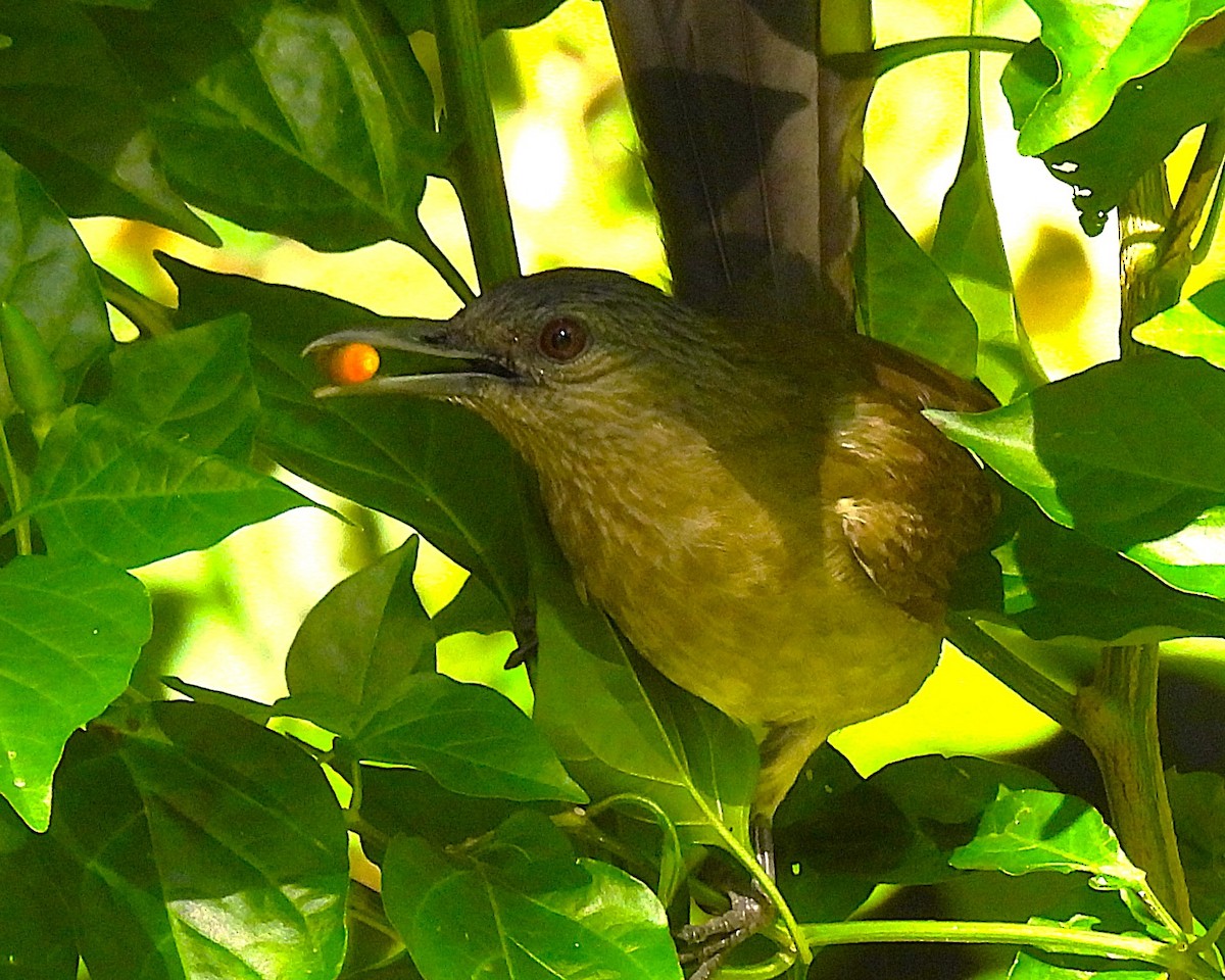 Bulbul de Mindoro - ML646210163