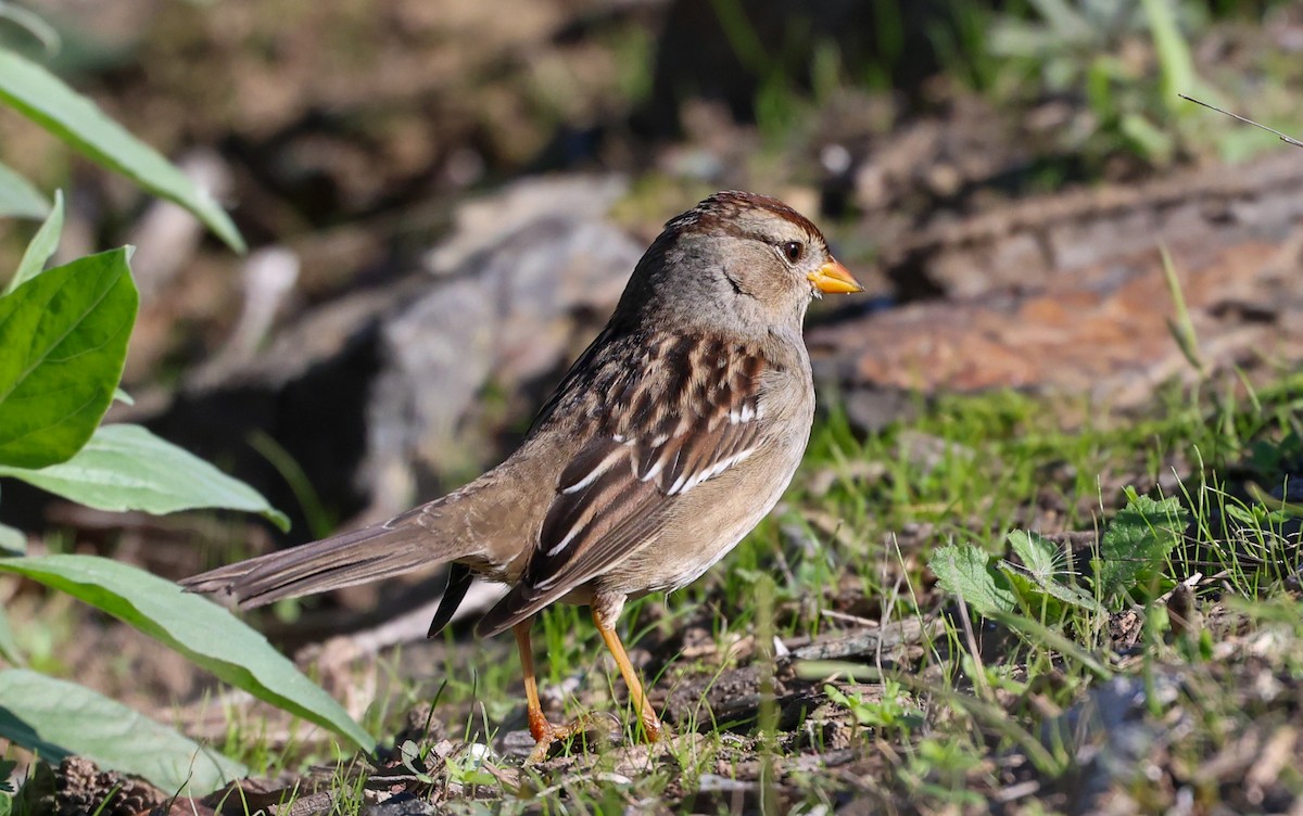 Chingolo Coroniblanco - ML646210165