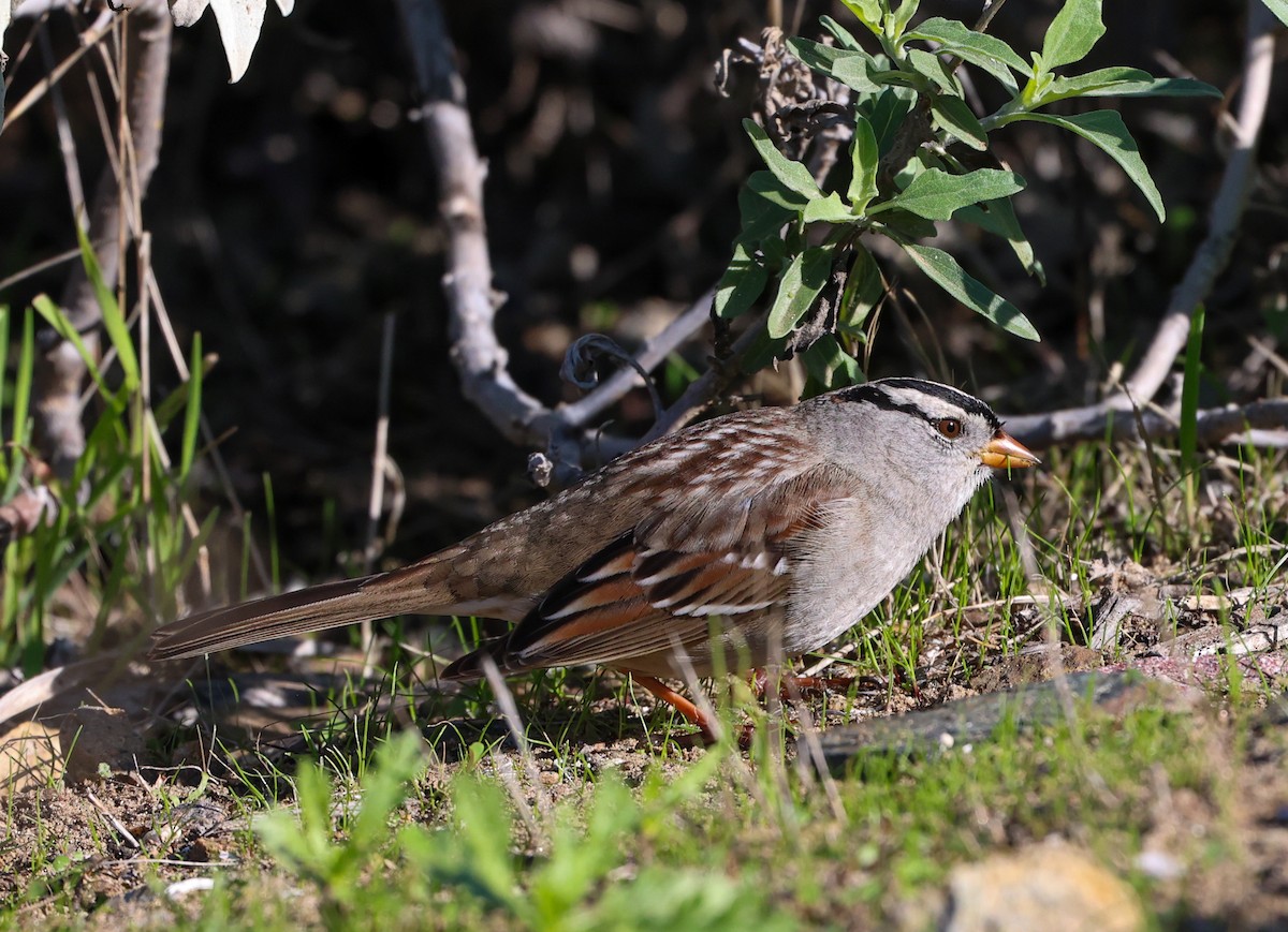 Chingolo Coroniblanco - ML646210166