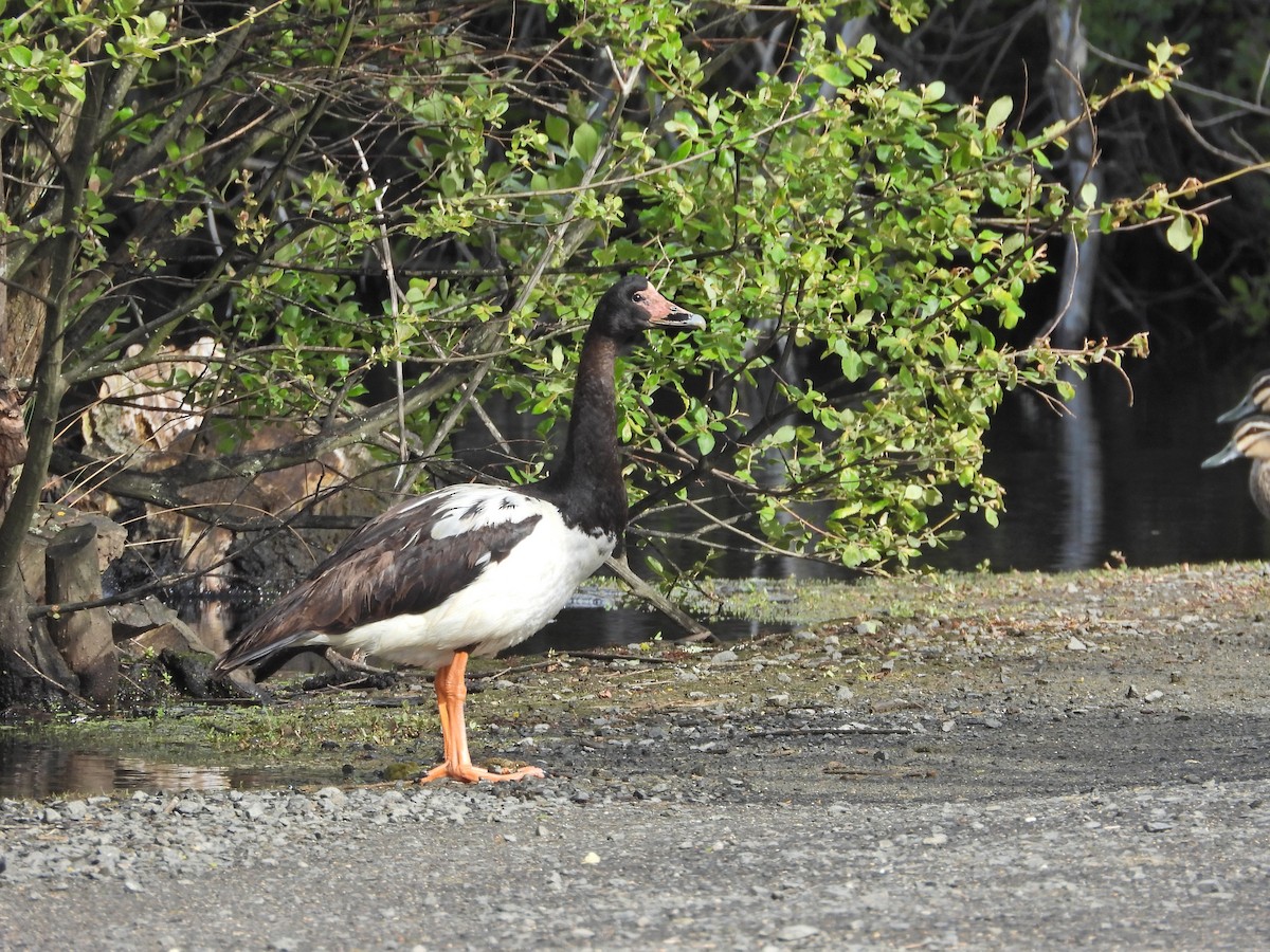 Ganso Urraca - ML646210167