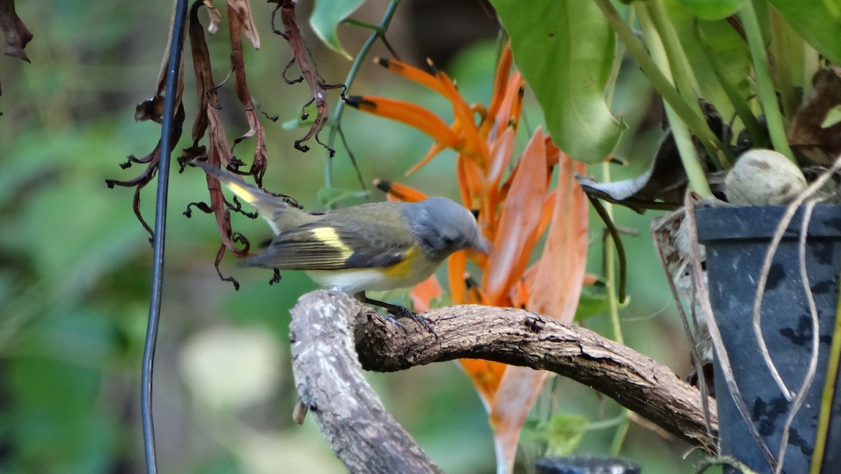 Candelita Norteña - ML646210169