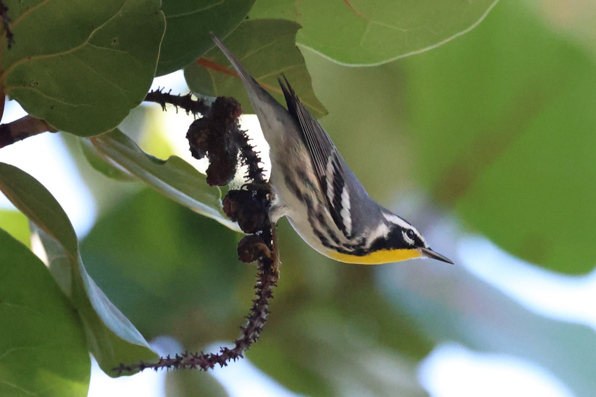 Reinita Gorjiamarilla - ML646210170