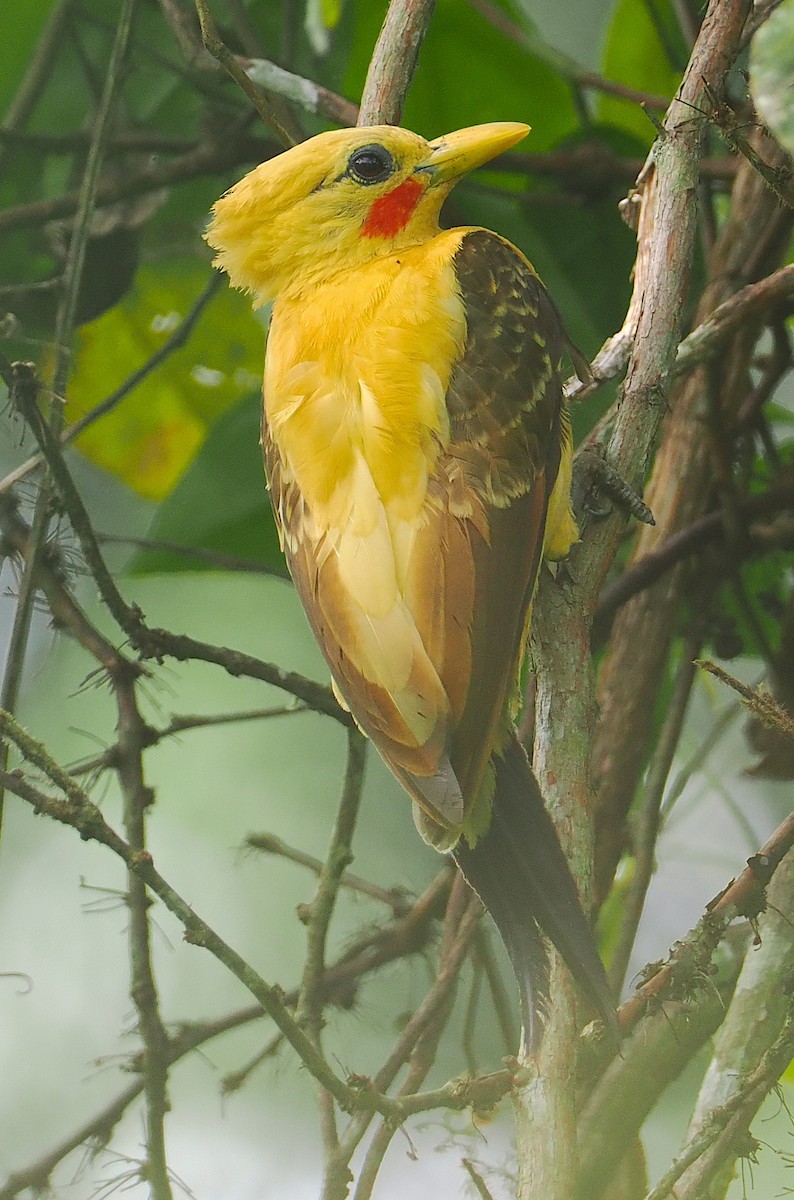 Carpintero Amarillo - ML646210171