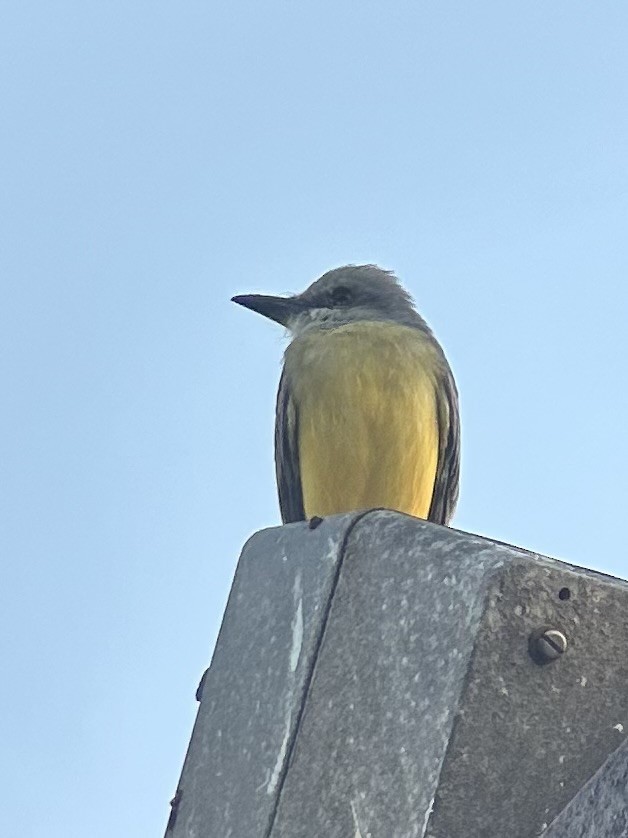 Tirano Melancólico - ML646210172