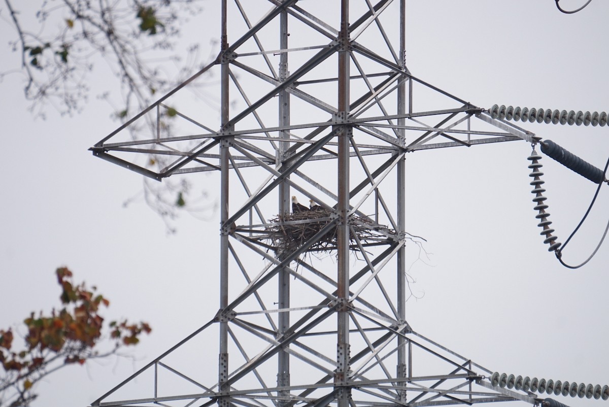 Pigargo Americano - ML646210173