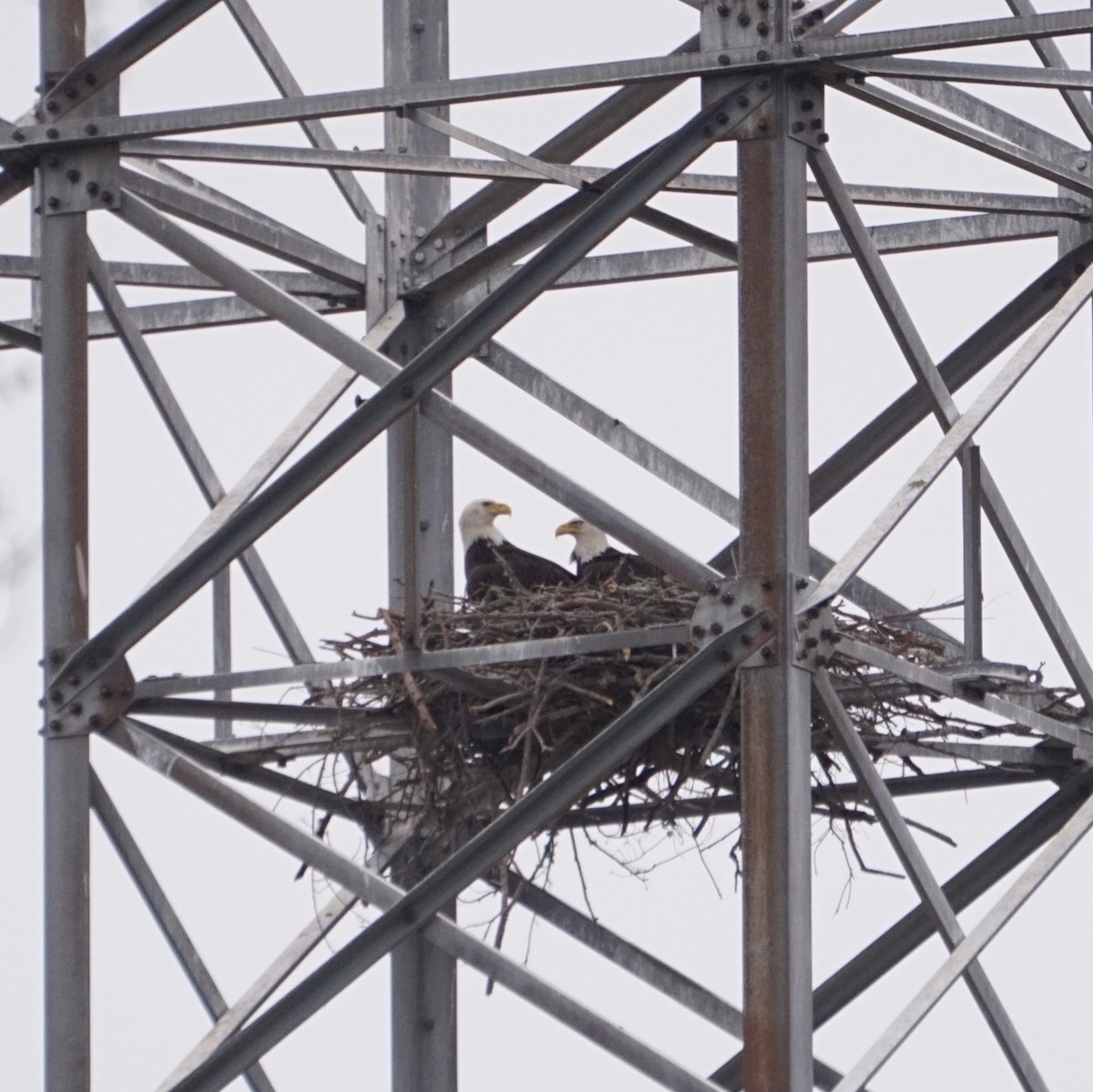 Pigargo Americano - ML646210174