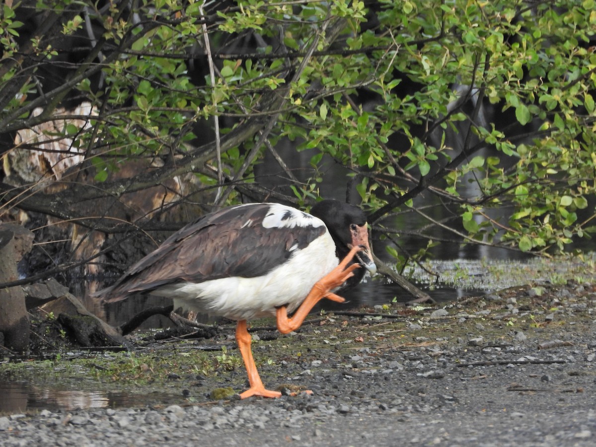 Ganso Urraca - ML646210175