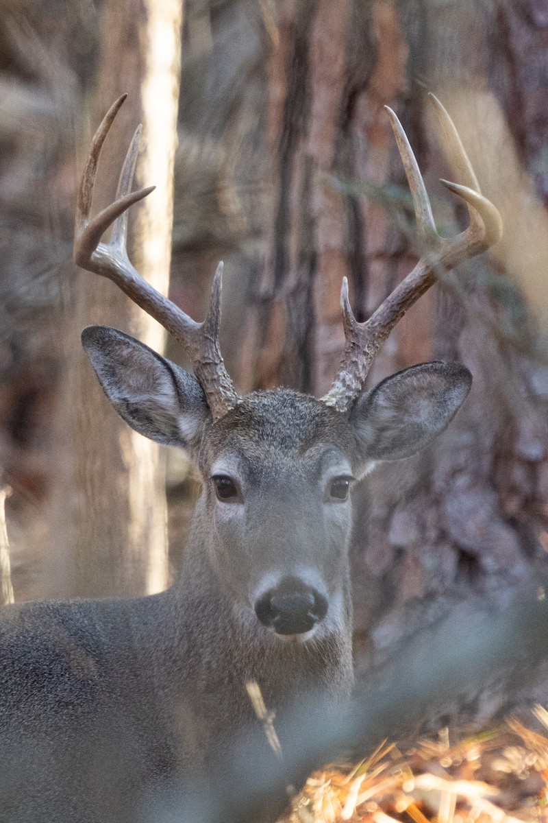 White-tailed Deer - ML646210176