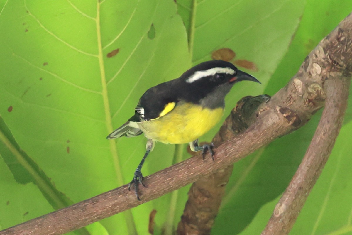 Platanero - ML646210177