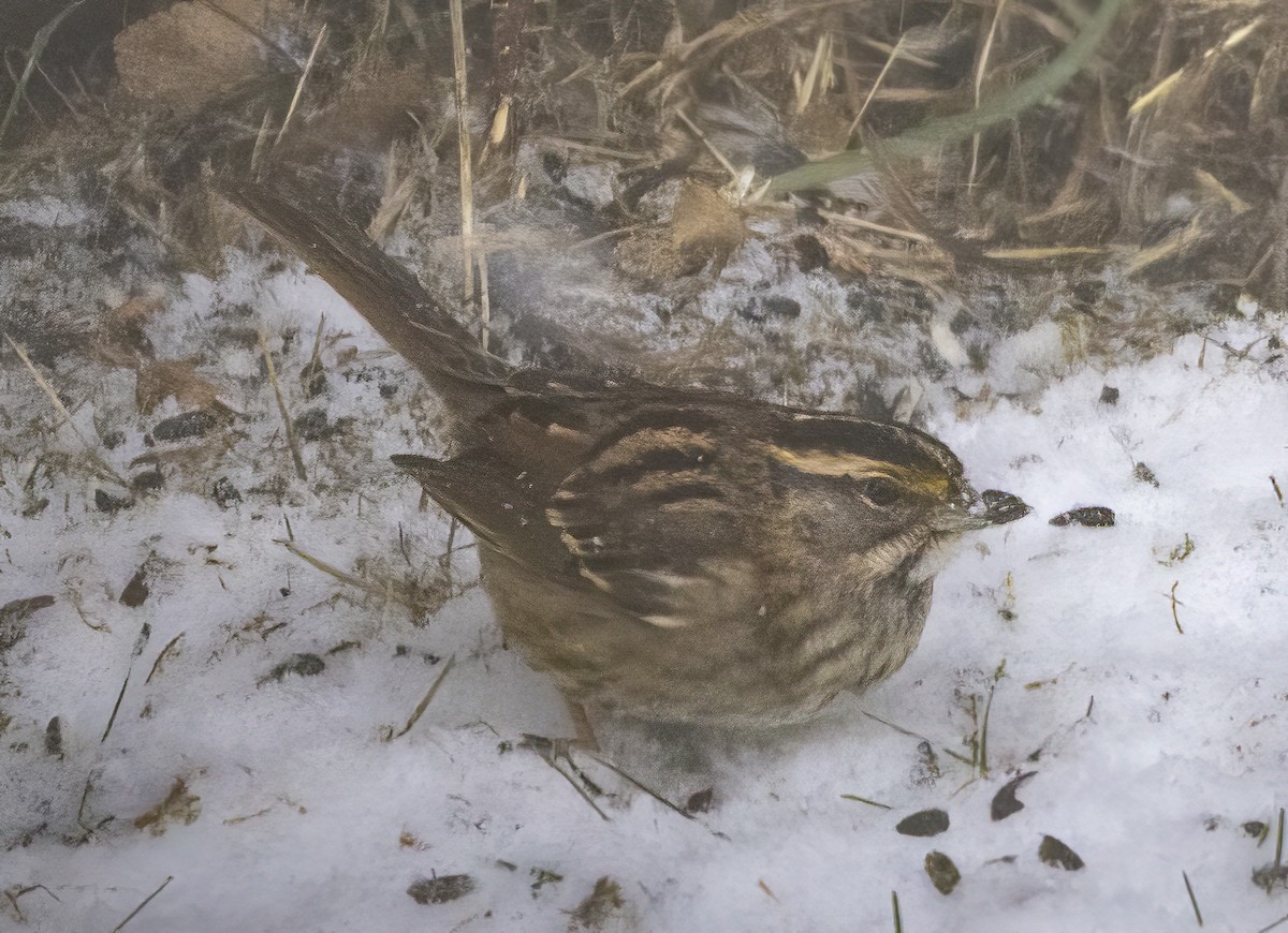 Chingolo Gorjiblanco - ML646210178