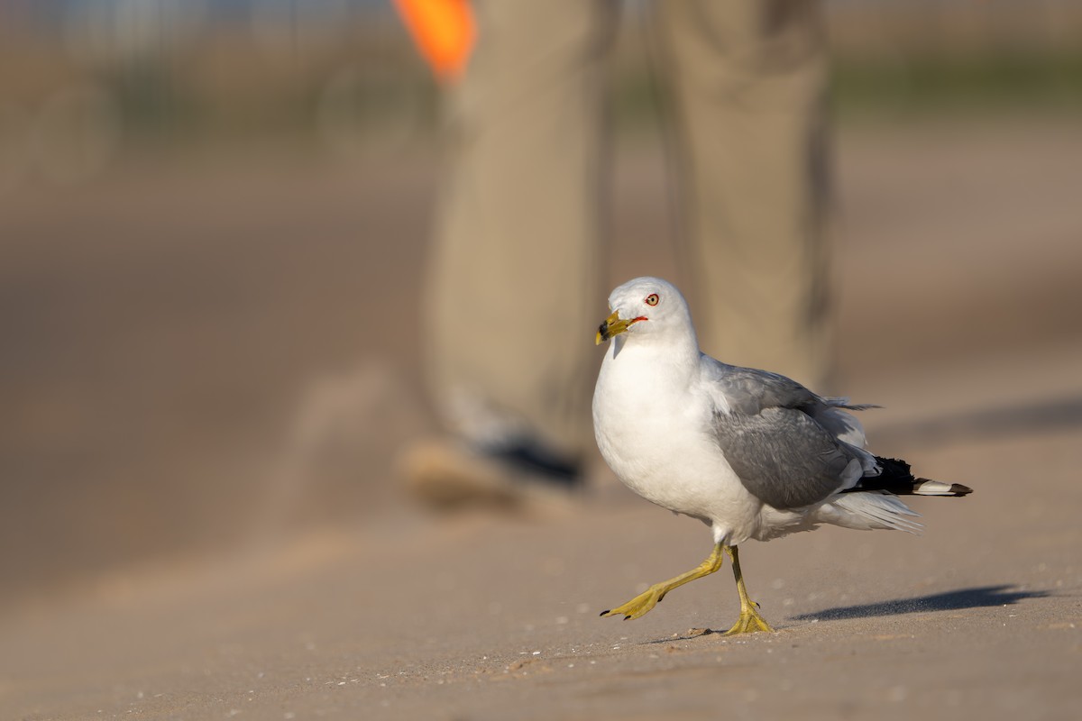 Gaviota de Delaware - ML646210179