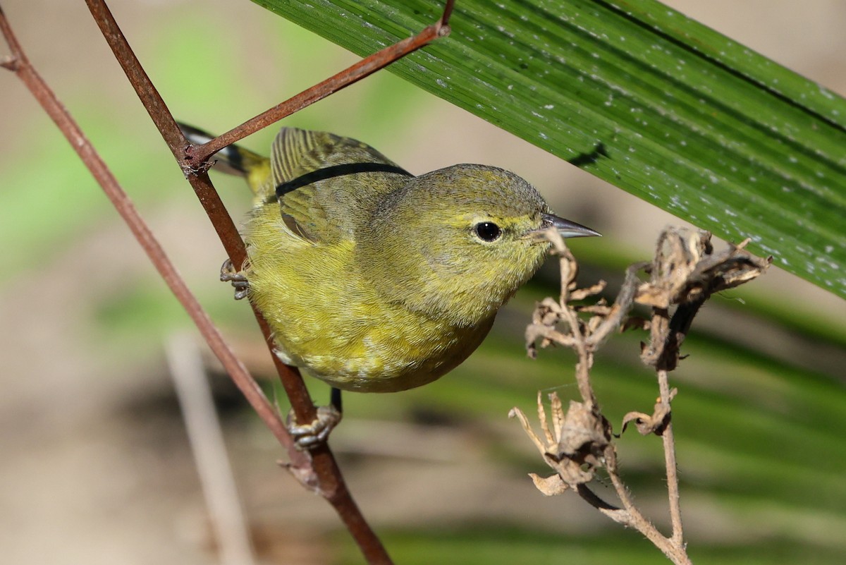 Reinita Coroninaranja - ML646210180