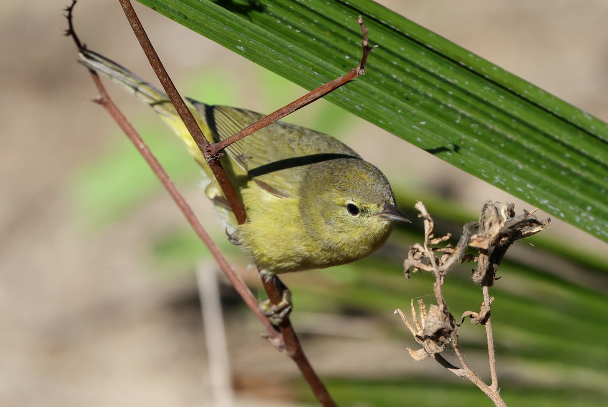 Reinita Coroninaranja - ML646210181