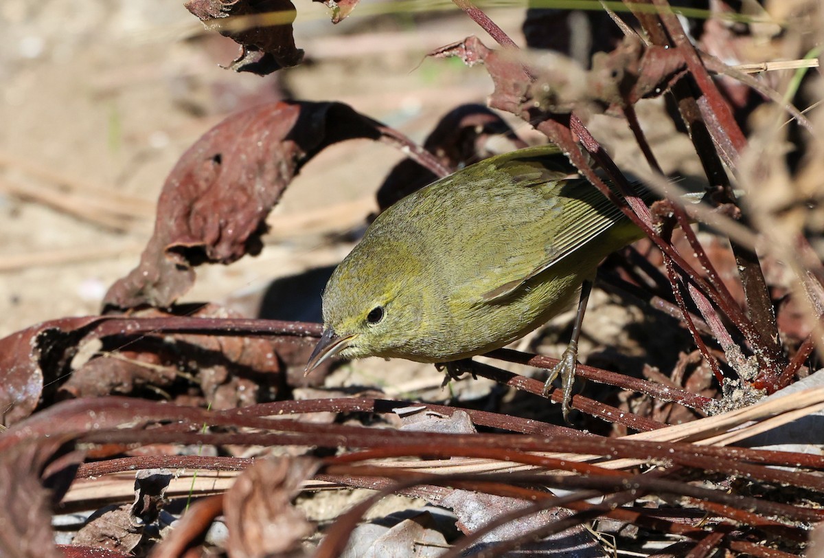 Reinita Coroninaranja - ML646210182