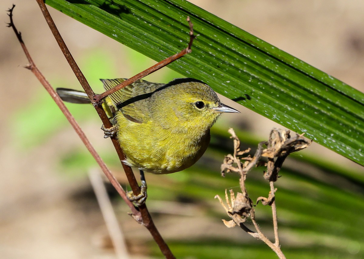 Reinita Coroninaranja - ML646210183