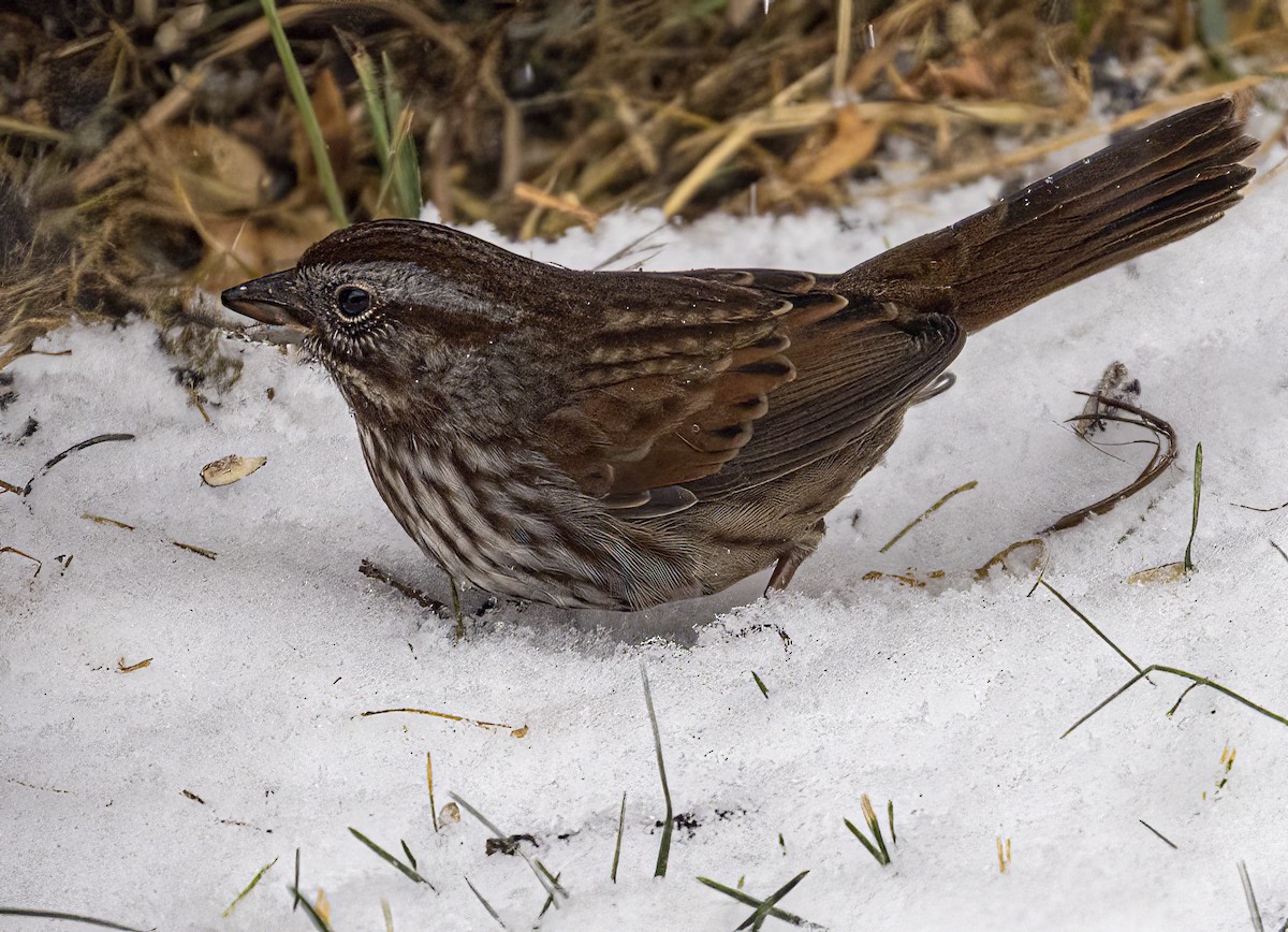 Chingolo Cantor - ML646210184