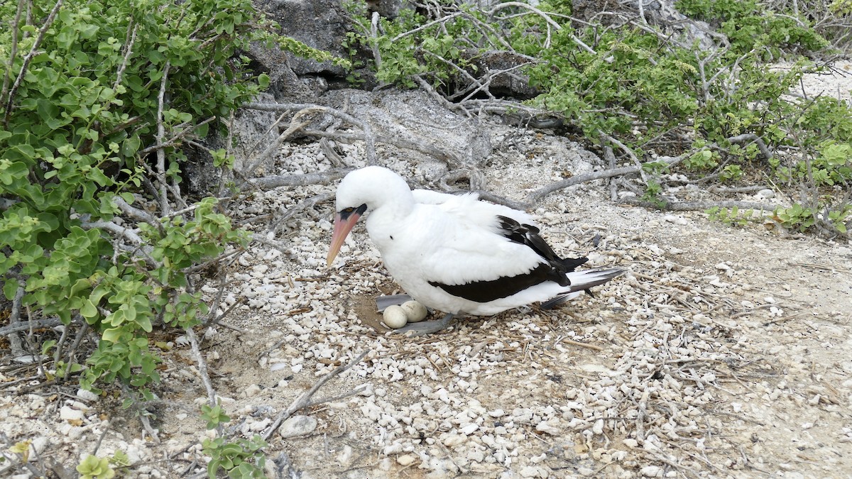 Nazca Booby - ML646210186