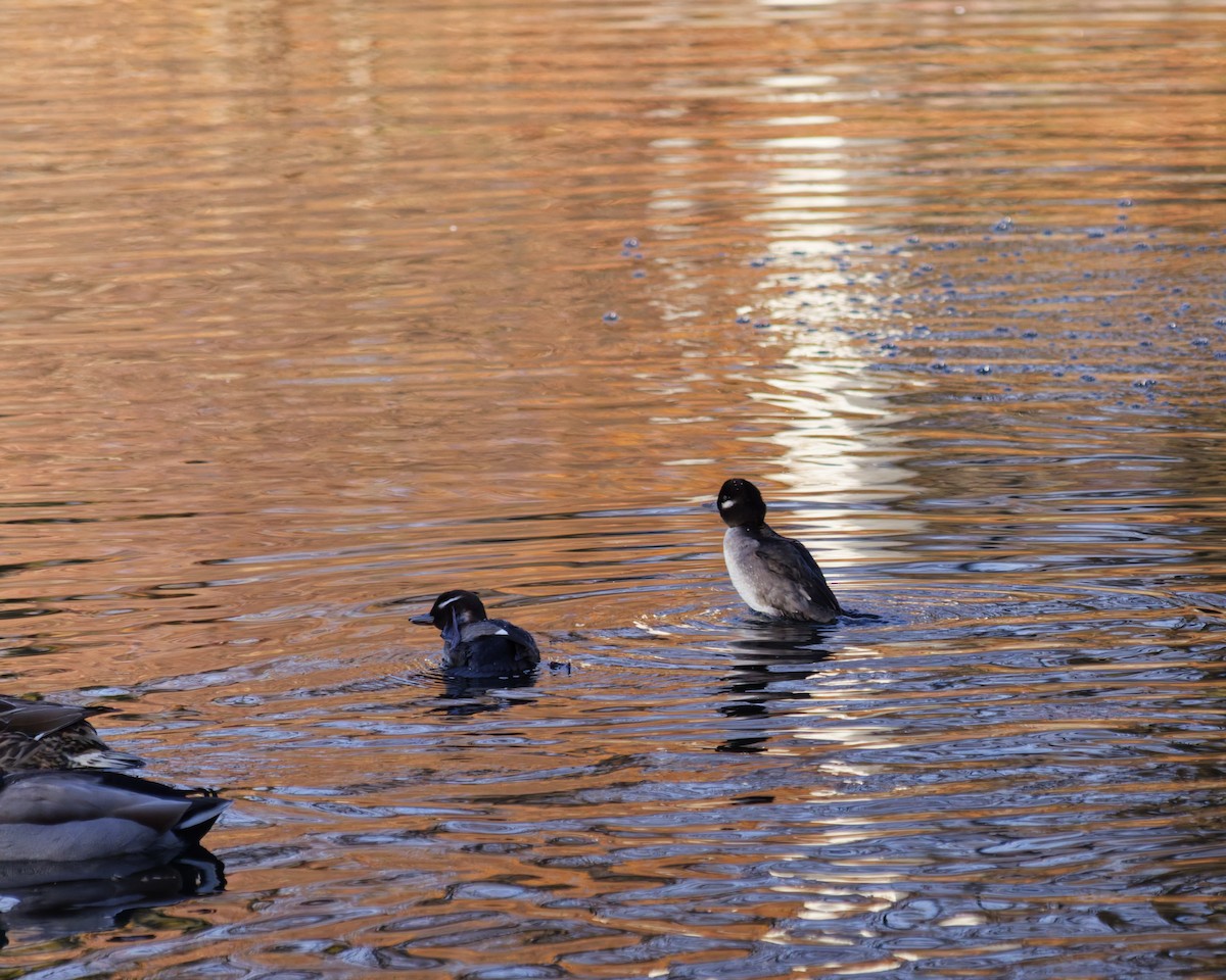 Bufflehead - ML646210187
