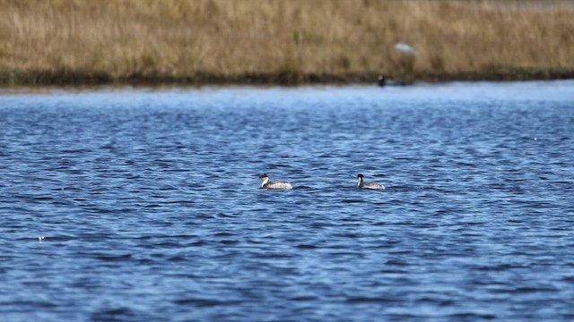 Пірникоза срібляста - ML646210195