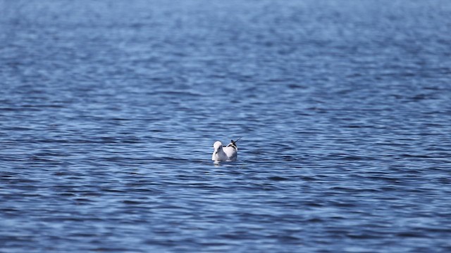 Мартин андський - ML646210198