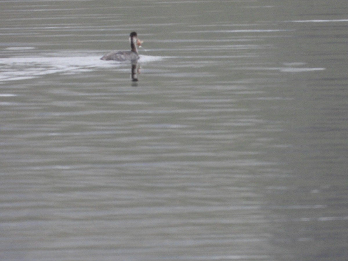 potápka černokrká - ML646210204