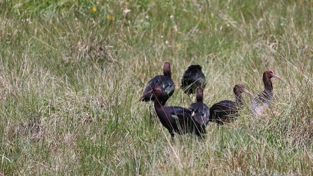 Коровайка тонкодзьоба - ML646210215