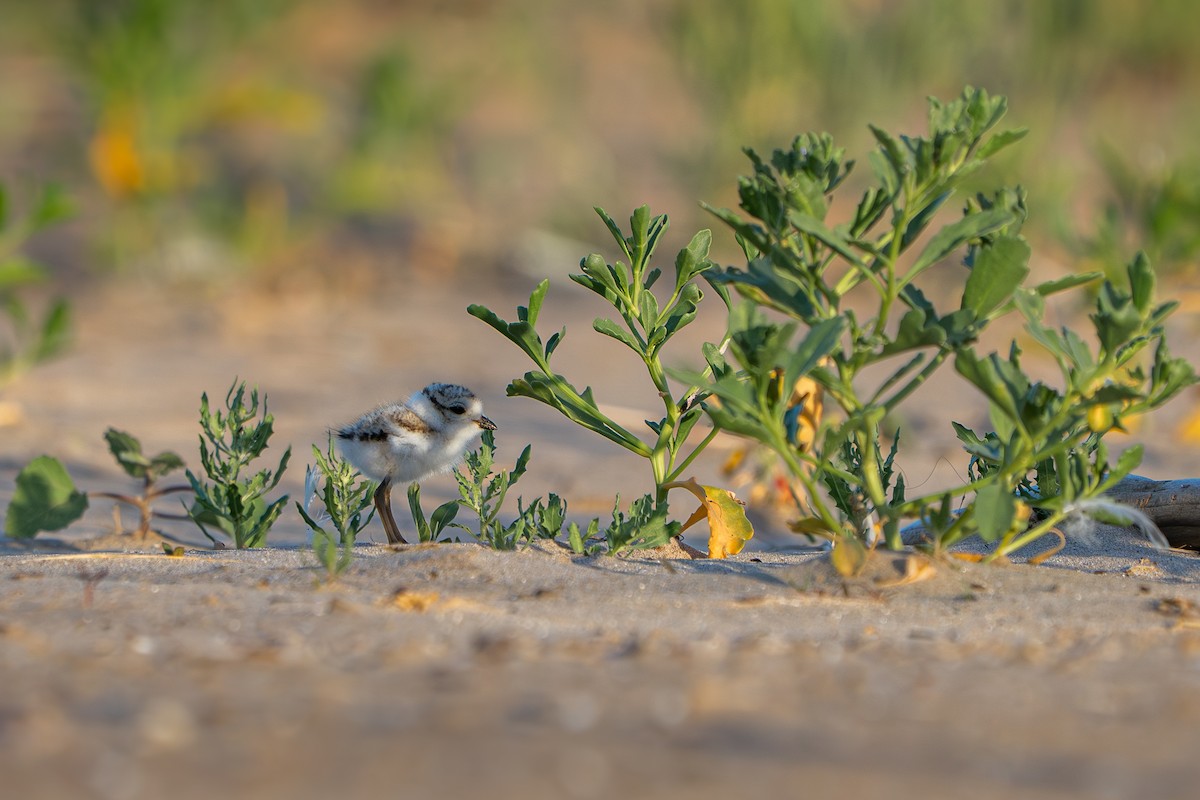 Piping Plover - ML646210227