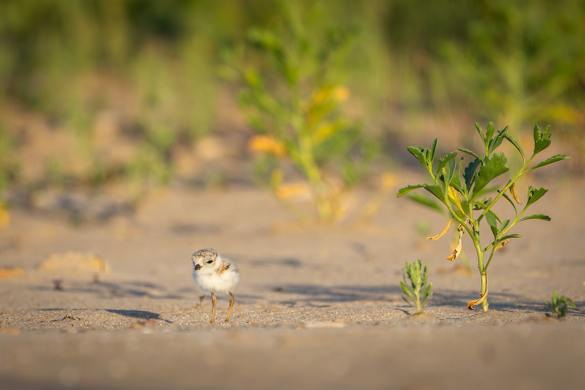 Piping Plover - ML646210228