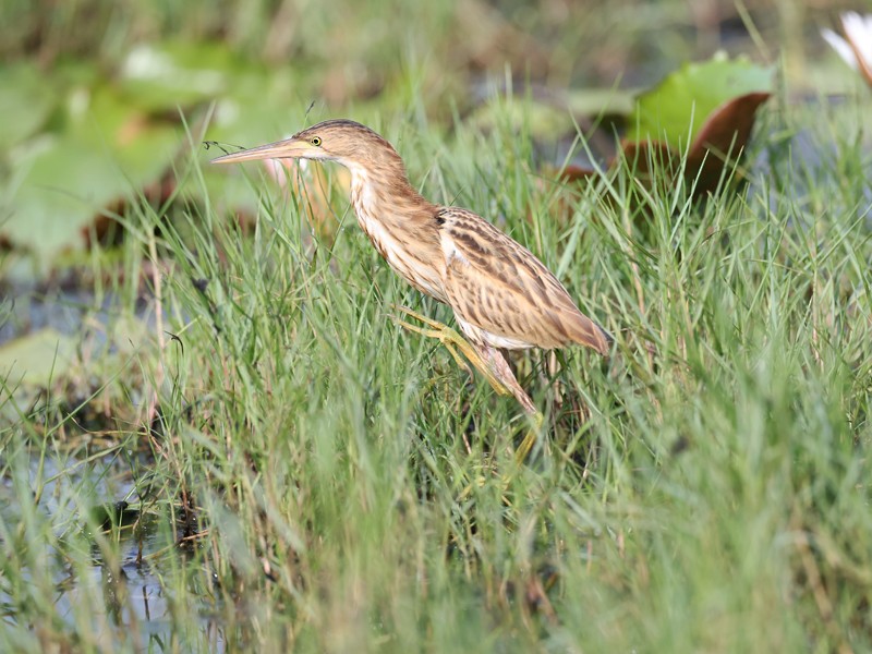 Yellow Bittern - ML646210229