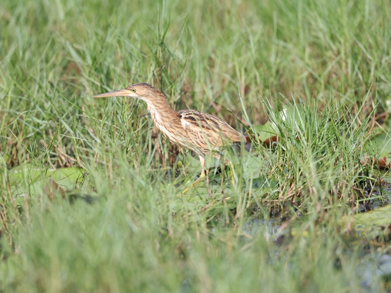 Yellow Bittern - ML646210230