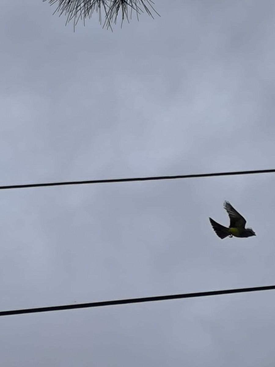 Tropical Kingbird - ML646210234