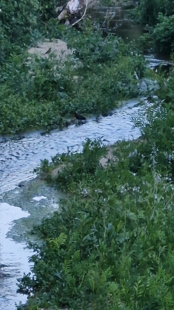 Plumbeous Rail - ML646210236