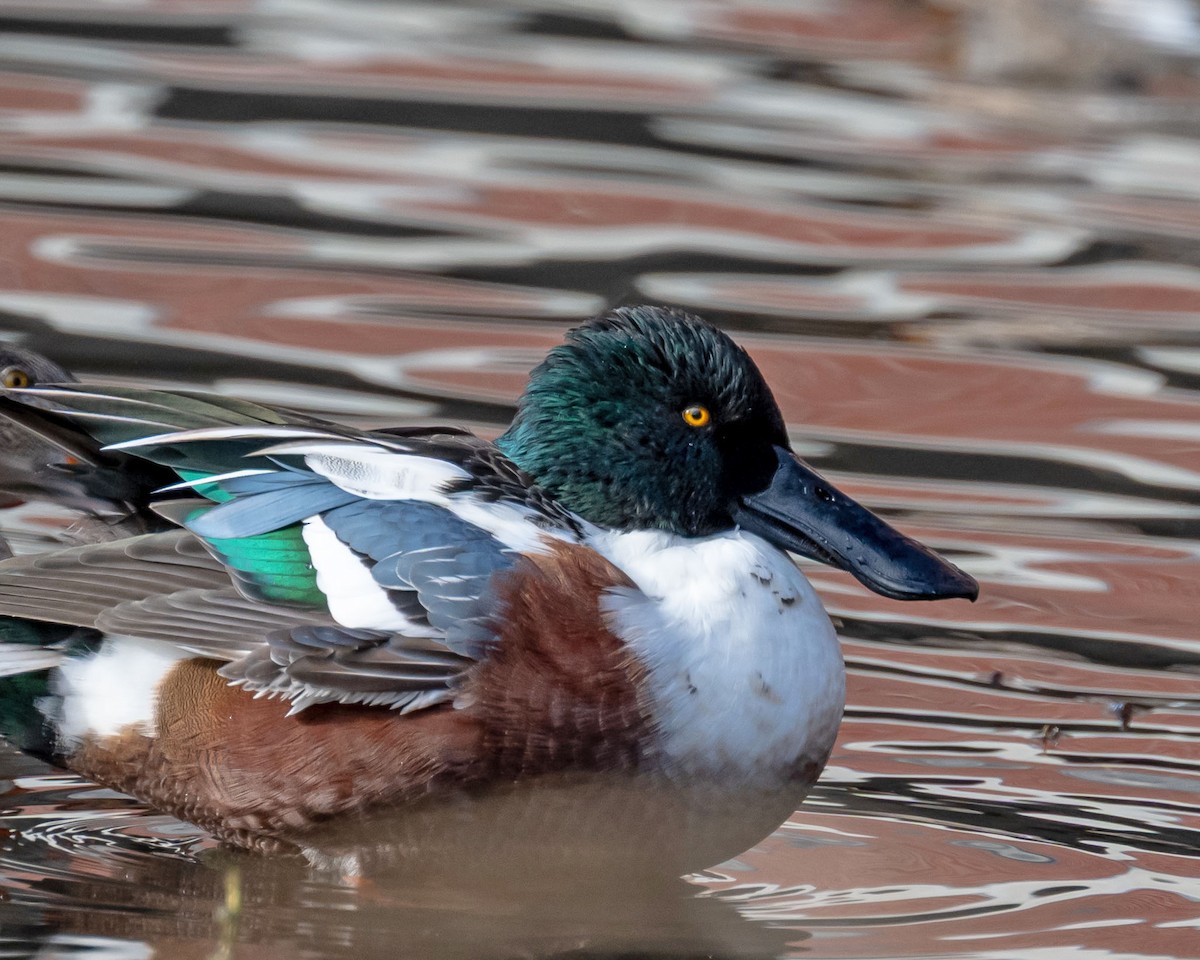 Northern Shoveler - ML646210238