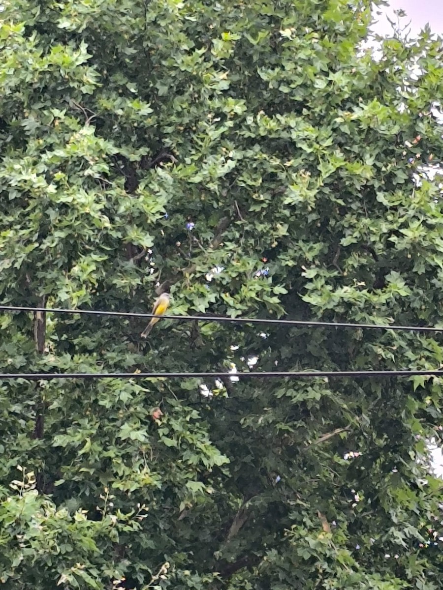 Tropical Kingbird - ML646210239